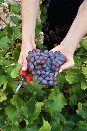 Grappe de grenache