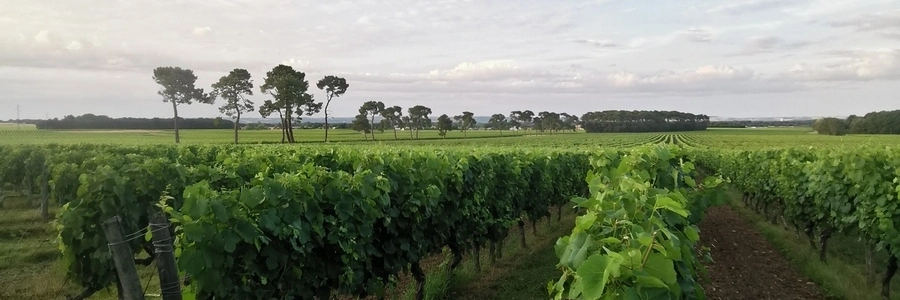 Vendange de grenaches rouge, gris et blanc.