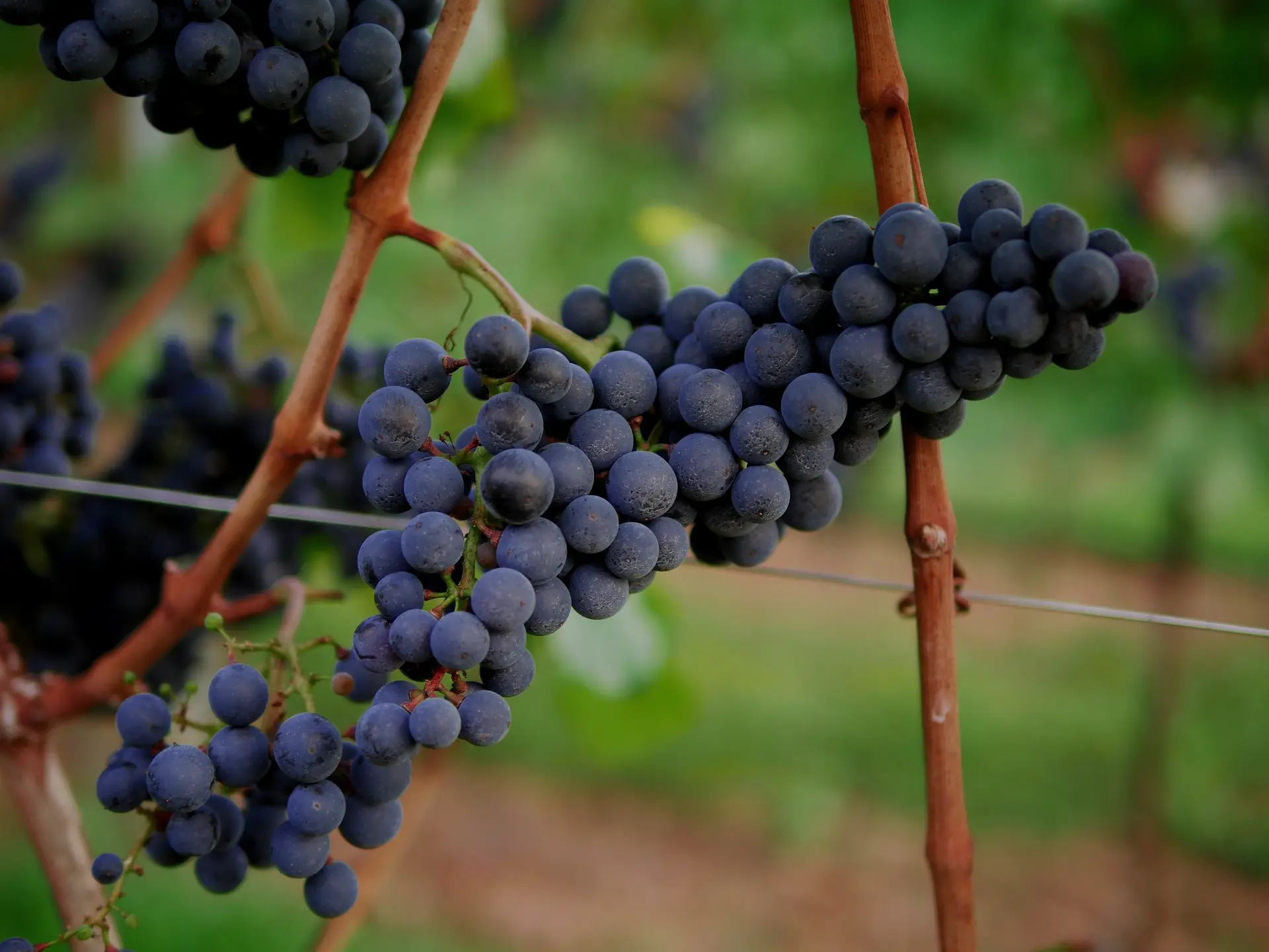 Media Vinea -Agence de communication vin - Grappe de raisin
