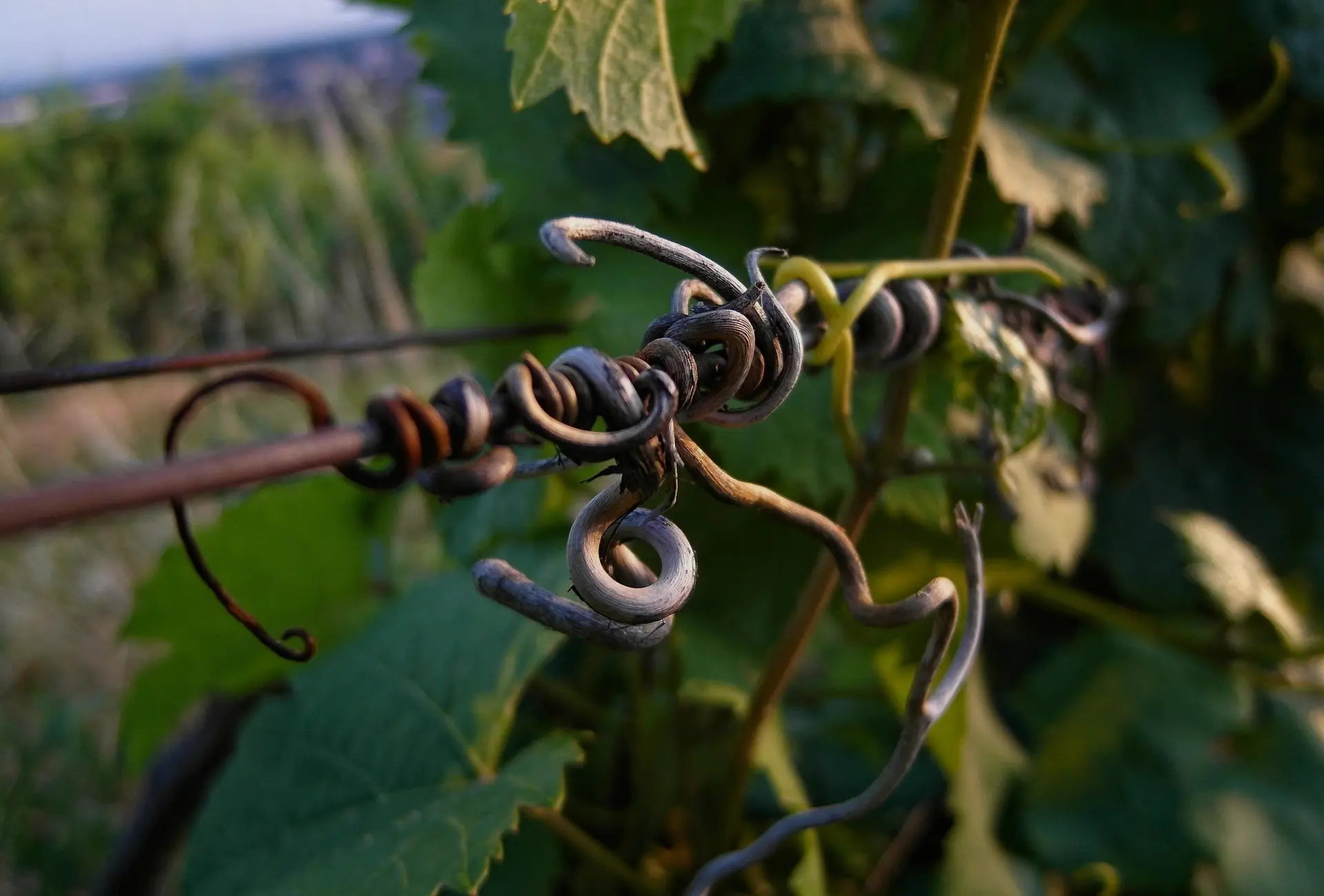 Media Vinea -Agence de communication vin - Vrilles de vigne